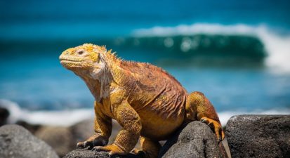 iguana-3500924_640