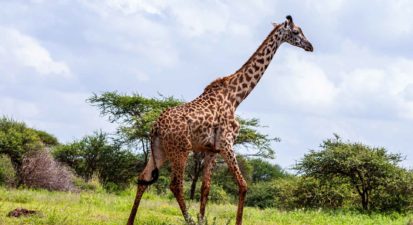 pexels-africa-vacation-safaris-3529692_opt